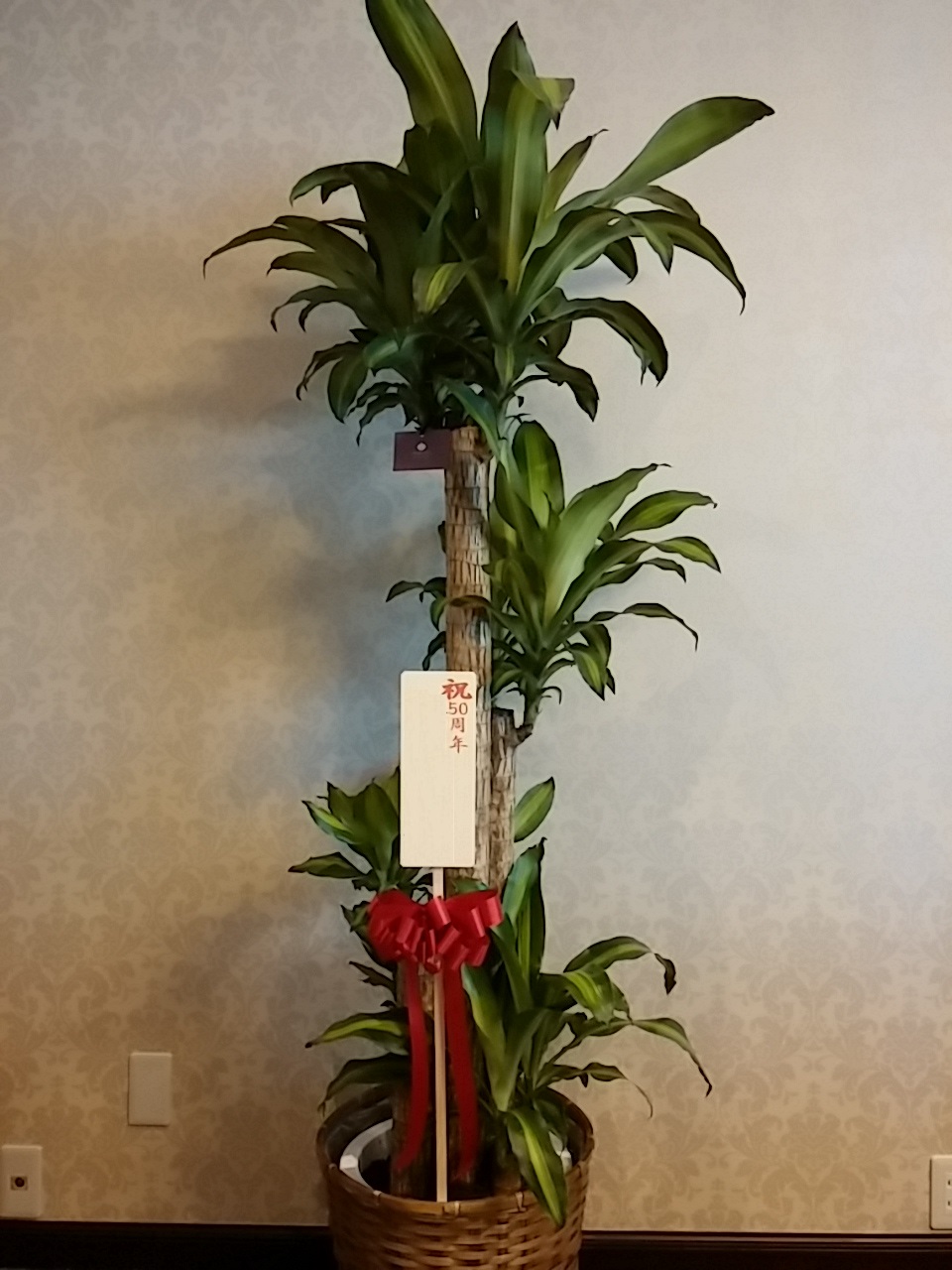 50th anniversary of founding YAESU.