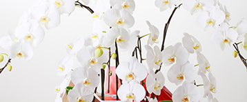 50th anniversary of founding YAESU.